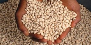 Cowpea Seed