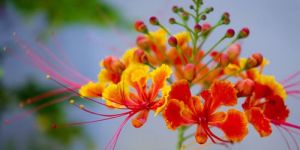Gulmohar Plant