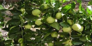 Jujube Fruit