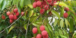Litchi Plants