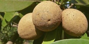Sapota Plants