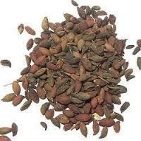 Seasonal Flower Seeds