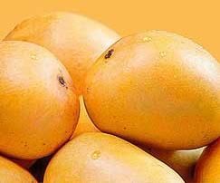 Alphonso Mango