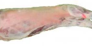 Fresh Lamb Meat
