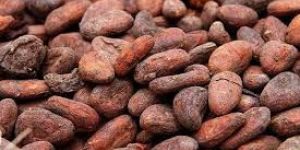 Cocoa Seeds