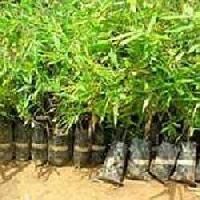 Tall Size Plant Saplings