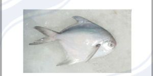 Silver Pomfret