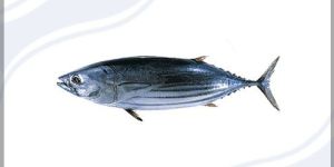 Skipjack Tuna Katsuwonus Pelamis
