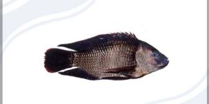Tilapia