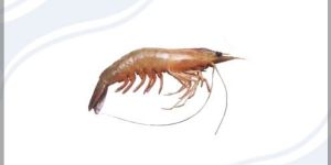White Prawn Penaeus Indicus