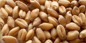 Wheat