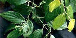 Piper Nigrum Linn