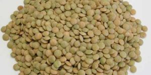 Green Lentils