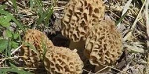 Morels Mushroom