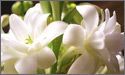 Tuberose Flower