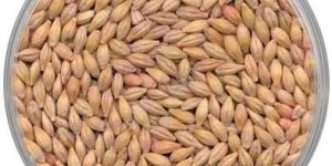 Barley Seeds
