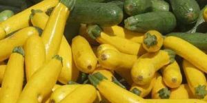 Green Zucchini