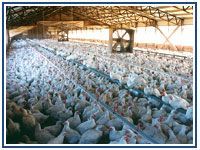 Broiler Farm