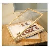 Insect Storage Boxes
