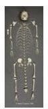 Articulated Skeleton