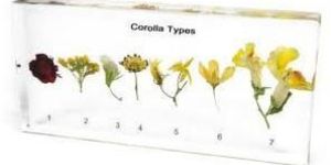 Educational Embedded Specimen