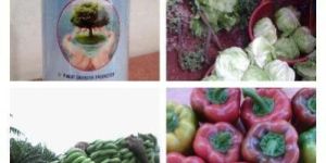 Agriculture Fertlizer