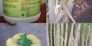 Natural Organic Manures