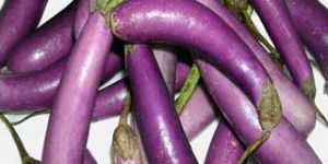 Fresh Brinjal