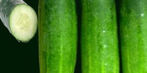 Fresh Cucumber