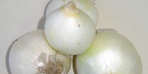White Onion