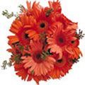 Red Gerbera Bouquet