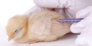 Poultry Vaccine