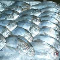 Frozen Fish