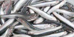 Whole Fish Meal