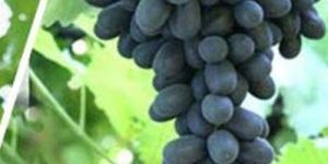 Fresh Black Grapes