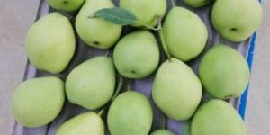 Fresh Chinese Pears