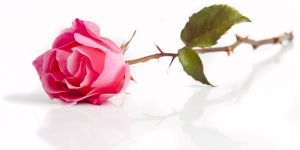 Rose De Mai Absolute Oil