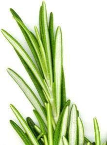 Rosemary Oil