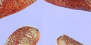 Tuberose Absolute Oil