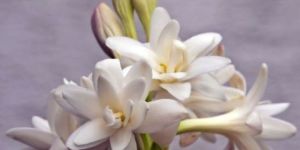 Tuberose Oil