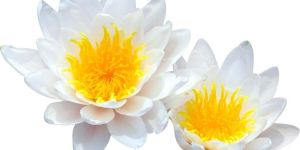 White Lotus Absolute Oil