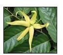 Ylang Ylang Oil