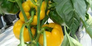 Fresh Yellow Capsicum