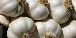 Allium Sativum Extract