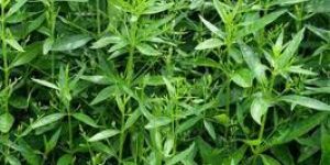 Andrographis Paniculata