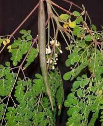Moringa Oleifera Leaves