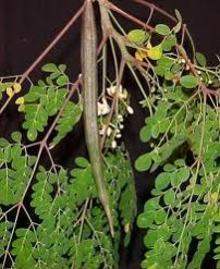 Moringa Oleifera