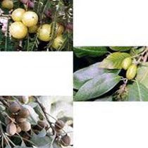 Triphala Fruits