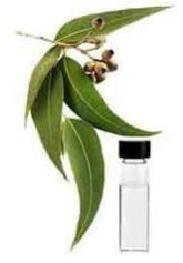 Eucalyptus Oil