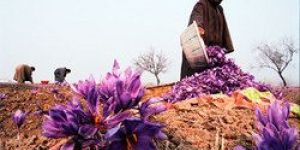 Kashmiri Saffron